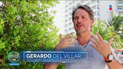 Tiburón ballena, el pez más grande del océano crecientemente amenazado