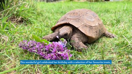 Sussex charity's oldest tortoise turns 106