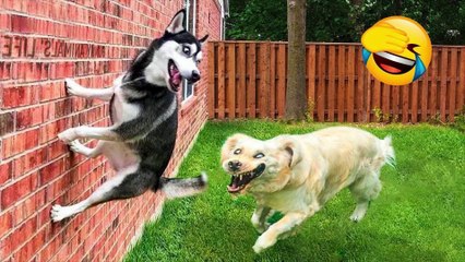 Funny Dogs And Cats Videos 2023-----Best Funniest Animal Videos Of The Month  #103---أطرف مقاطع الفيديو الحيوانية لهذا الشهر