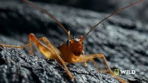 A little lava cricket finds a home in the lava fields | Hawai'i Volcanoes | America's National Parks