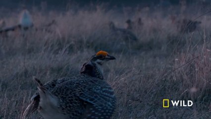 Sharp-tailed grouse have a dance battle in the Badlands | America's National Parks
