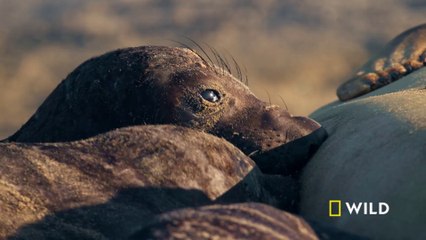 Orphaned elephant seal pup finds a new mom | Channel Islands | America's National Parks