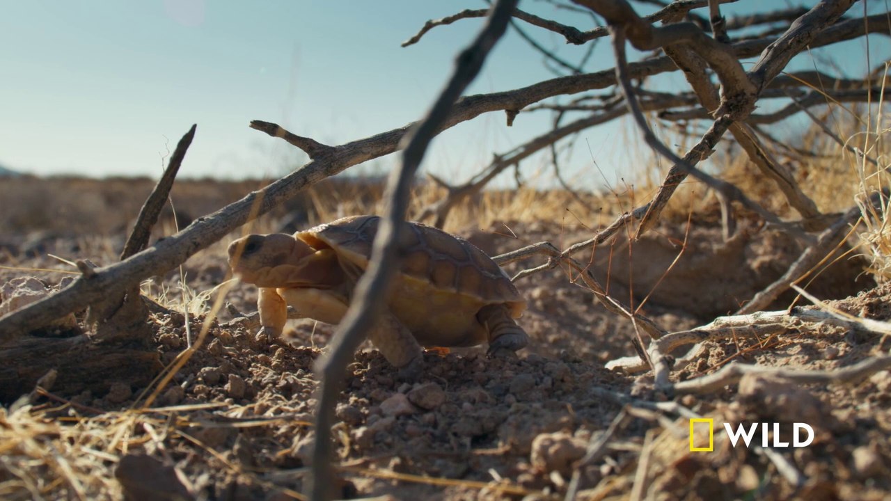 A desert tortoise hatchling takes his first steps | Grand Canyon | America's National Parks