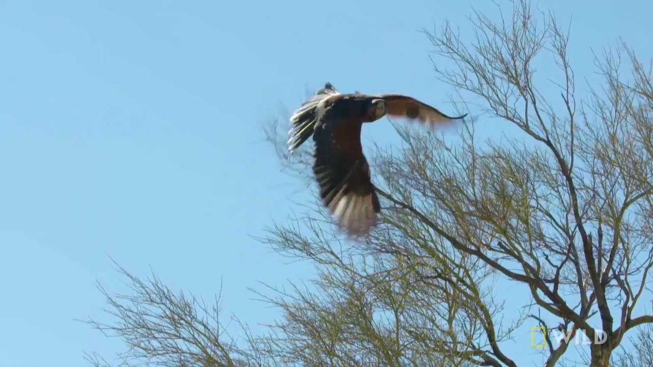 Harris's Hawks Hunt a Jackrabbit | The Desert Sea