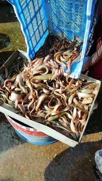 Nice fish video