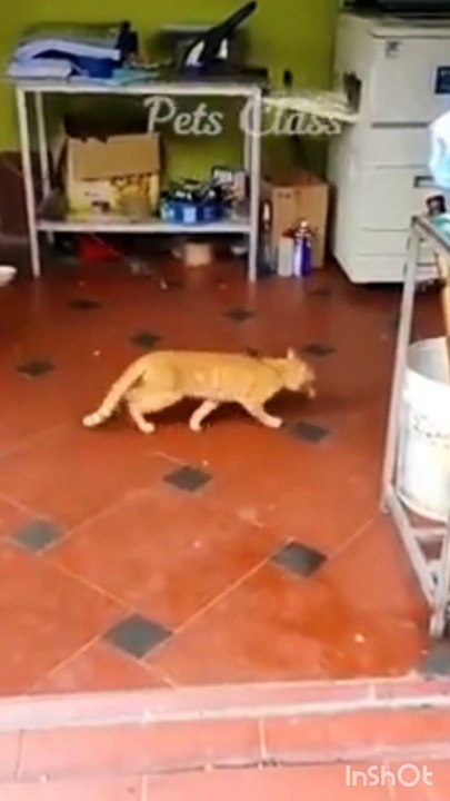 funny cat and dog videos try not to laugh 2020 what is the funniest try not to laugh video