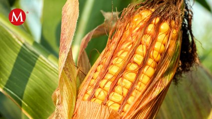 Estados Unidos pide retrasar prohibición de maíz transgénico para consumo humano