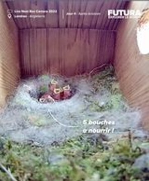 L'Art du Nid Douillet : Les Secrets Étonnants de la Mésange Bleue !