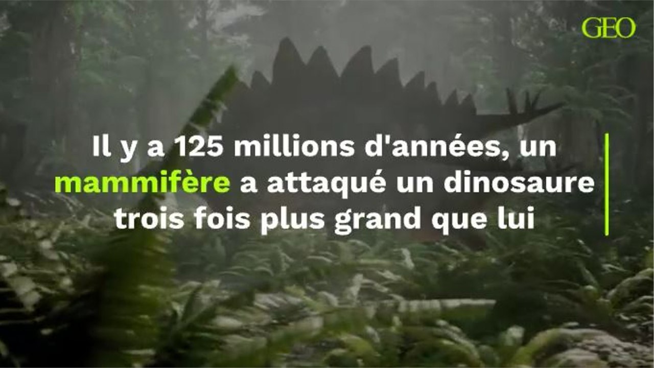 Il y a 125 millions d'années, un mammifère a attaqué un dinosaure trois fois plus grand que lui