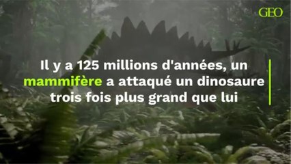 Il y a 125 millions d'années, un mammifère a attaqué un dinosaure trois fois plus grand que lui