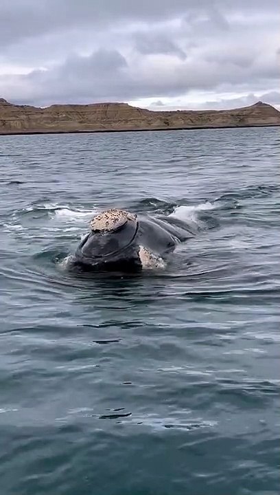 Belle baleine à Puerto Piramides