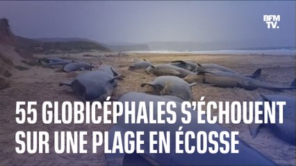 55 globicéphales s’échouent sur une plage en Écosse