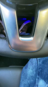 Serpents sur un camion