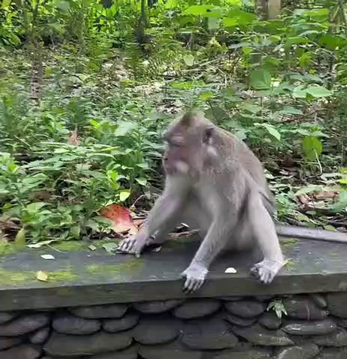 Singe fouille dans le sac à main
