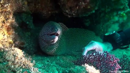 Dangerous Animals Can Be Cuter than You Think