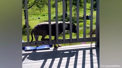 Dogs are FULL of life lessons!   Funny Dog Videos