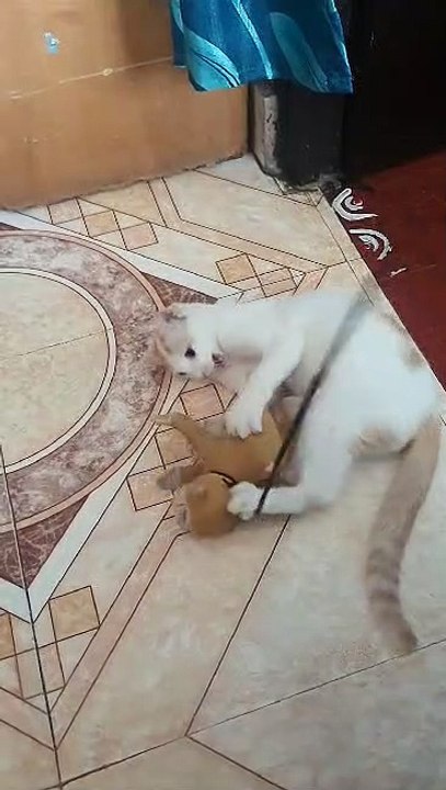 Playing Cat