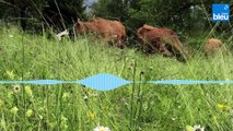 Un ancien architecte relance la production de fromage de vache dans la vallée du Haut-Bréda