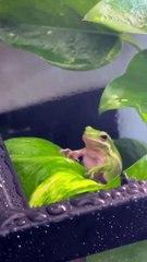American Green Frog