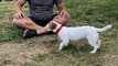 Jack Russell Terrier sauts périlleux au ralenti