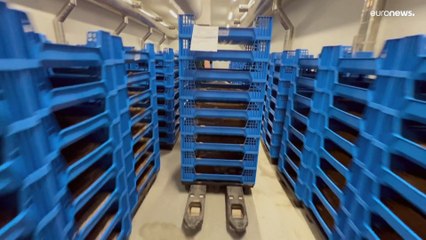 شاهد: "وجبة الذباب"..  بديل يجري تطويره في فرنسا لإطعام الأسماك