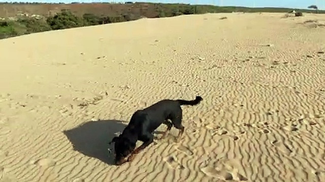 Lovely rottweiler the best dog
