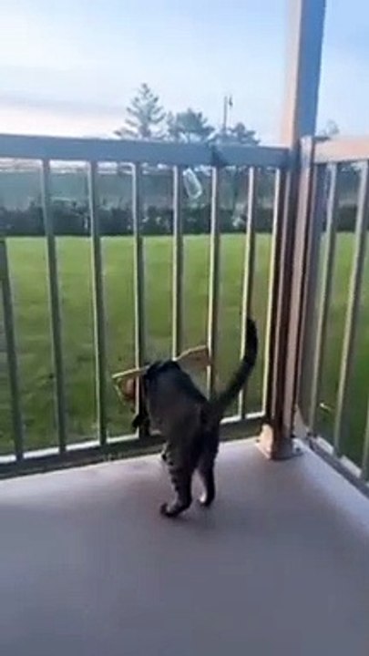 Caught the best cat hack...