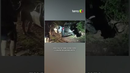 Boi é resgatado de porta-malas de carro abandonado no interior do Ceará #shorts