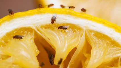 9 Ways to Get Rid of Gnats in Your Home