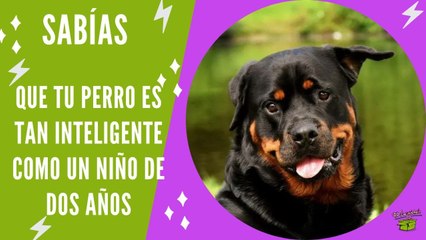 Tu perro es tan inteligente como un niño de dos años- La Caja Verde