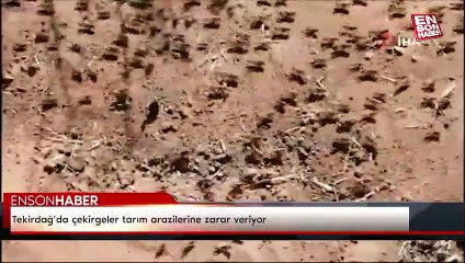 Tekirdağ’da çekirgeler tarım arazilerine zarar veriyor