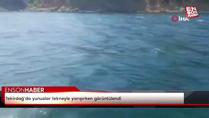 Tekirdağ’da yunuslar tekneyle yarışırken görüntülendi