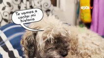 EXA Guauu: Lomitos extraordinarios en este Día Internacional del Perro