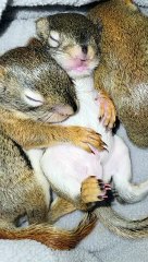 Baby Red Squirrels Snoozing With Full Bellies