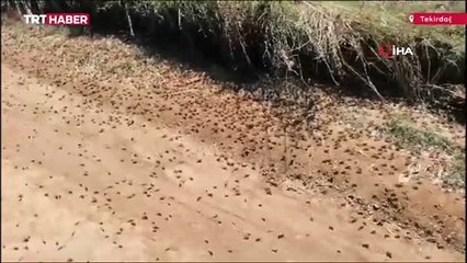 Önlerine çıkan her şeyi yiyen çekirgeler çiftçinin korkulu rüyası oldu