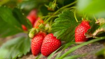 How and When to Fertilize Strawberries for the Best Harvest