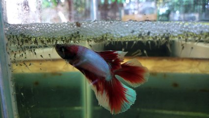 3 Days Old Betta Fish Fry