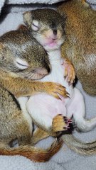 Baby Red Squirrels Snoozing With Full Bellies