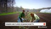 Massachusetts farmers face millions in crop losses from repeated floods