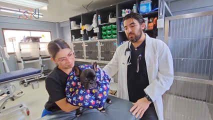 mqn-Mucho cuidado si su mascota tiene esto, podría ser cáncer-190723