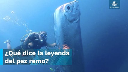 Avistamiento de pez remo causa pánico en Taiwán por presagio de terremotos