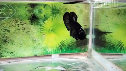 AVATAR COPPER BETTA FISH