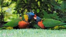 Colorful birds in 4k. Beautiful birds. Amazon jungle birds.