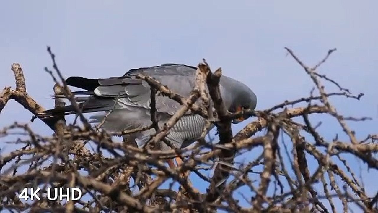 Colorful birds in 4k. Beautiful birds.