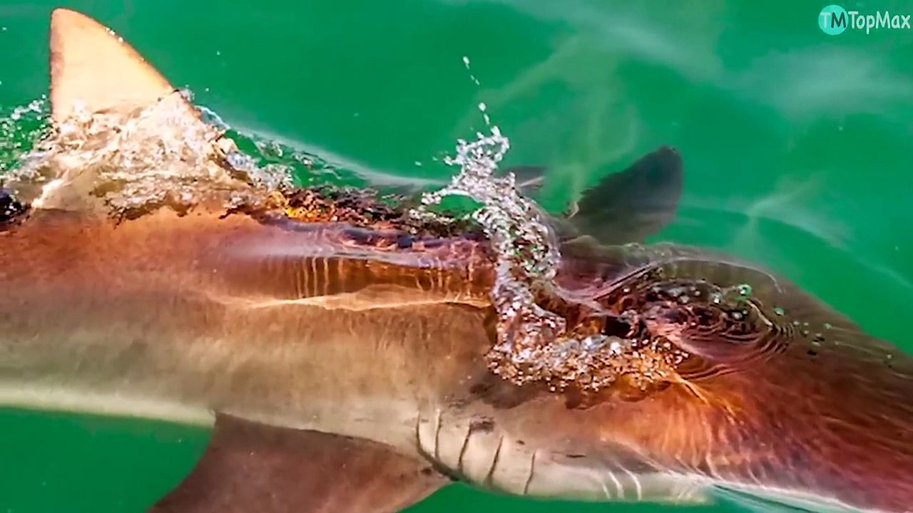 TIBURONES MAS PELIGROSOS DEL MUNDO