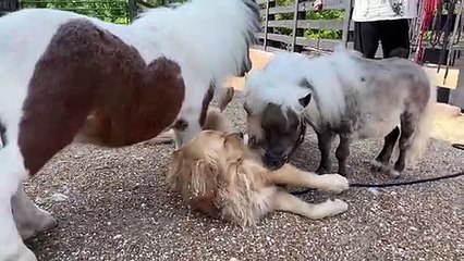 Golden Retriever et les poneys sont les meilleurs amis