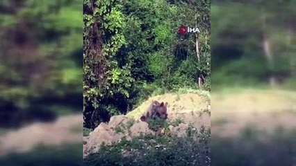 Yol kenarında görüntülendi! Uzmanlar, günler öncesinden uyarmıştı, kameralara yakalandı