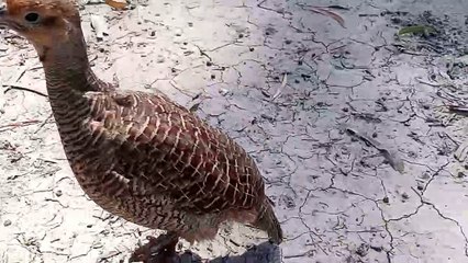 Azad teetar ki awaz-Teetar pk