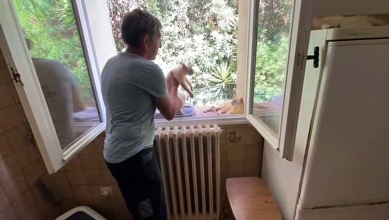 "Ils reviennent des portes de l'enfer", on vous donne des nouvelles des 150 chats sauvés à Nice