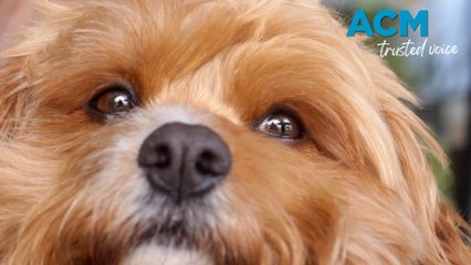 What is Australia's favourite dog breed?